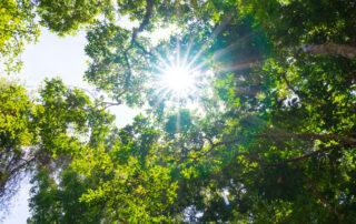 ¿Por qué el proyecto Life Token CO₂ es esencial para mitigar el cambio climático?